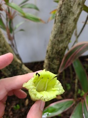 Crescentia linearifolia