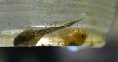 Hyla arenicolor