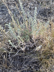 Artemisia campestris pacifica