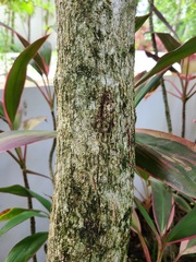 Crescentia linearifolia