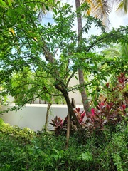 Crescentia linearifolia