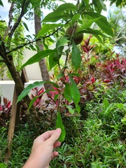 Crescentia linearifolia