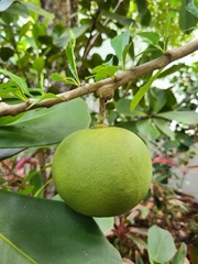 Crescentia linearifolia