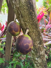 Crescentia linearifolia