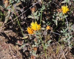 Lampranthus glaucus