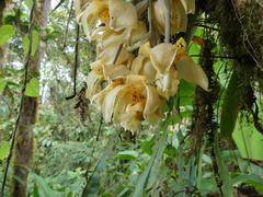 Stanhopea gibbosa