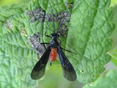 Braconidae