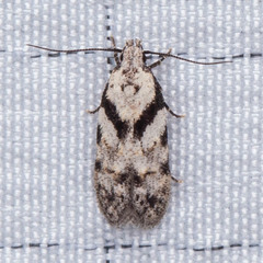 Pseudotelphusa palliderosacella