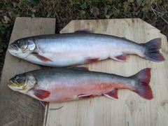 Arctic Charr photo 4
