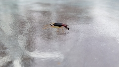 Phyllopalpus pulchellus