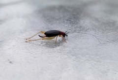 Phyllopalpus pulchellus