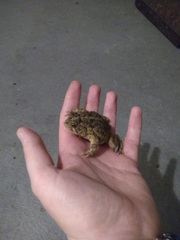 Anaxyrus terrestris