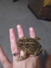 Anaxyrus terrestris