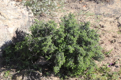 Pelargonium alternans alternans