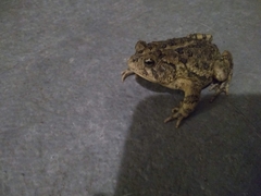Anaxyrus terrestris