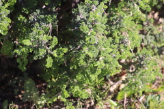 Pelargonium alternans alternans