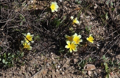 Moraea luteoalba