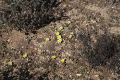 Moraea luteoalba