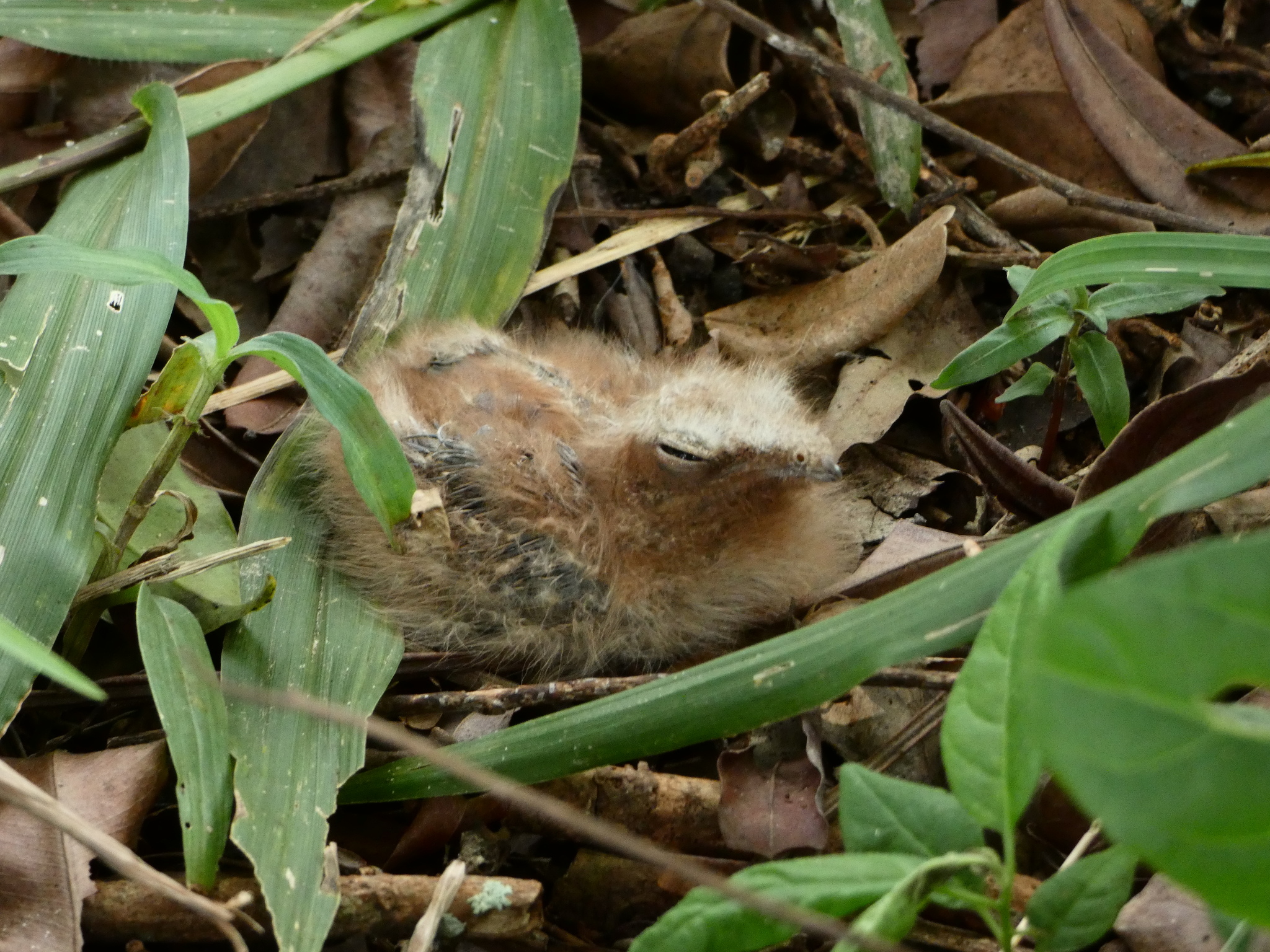 Common Pauraque (Nyctidromus albicollis)