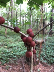 Disholcaspis globosa