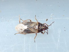 Chilacis typhae