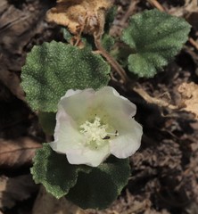 Malvella leprosa