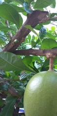 Crescentia cujete