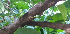 Crescentia cujete
