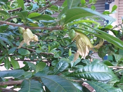 Crescentia cujete