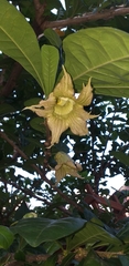 Crescentia cujete