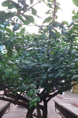 Crescentia cujete