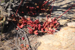 Crassula clavata