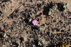 Braunsia maximilianii