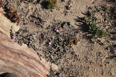 Braunsia maximilianii