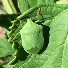 Nezara viridula