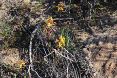 Bulbine torta