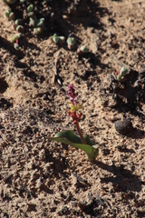 Lachenalia membranacea