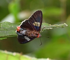 Aspitha agenoria