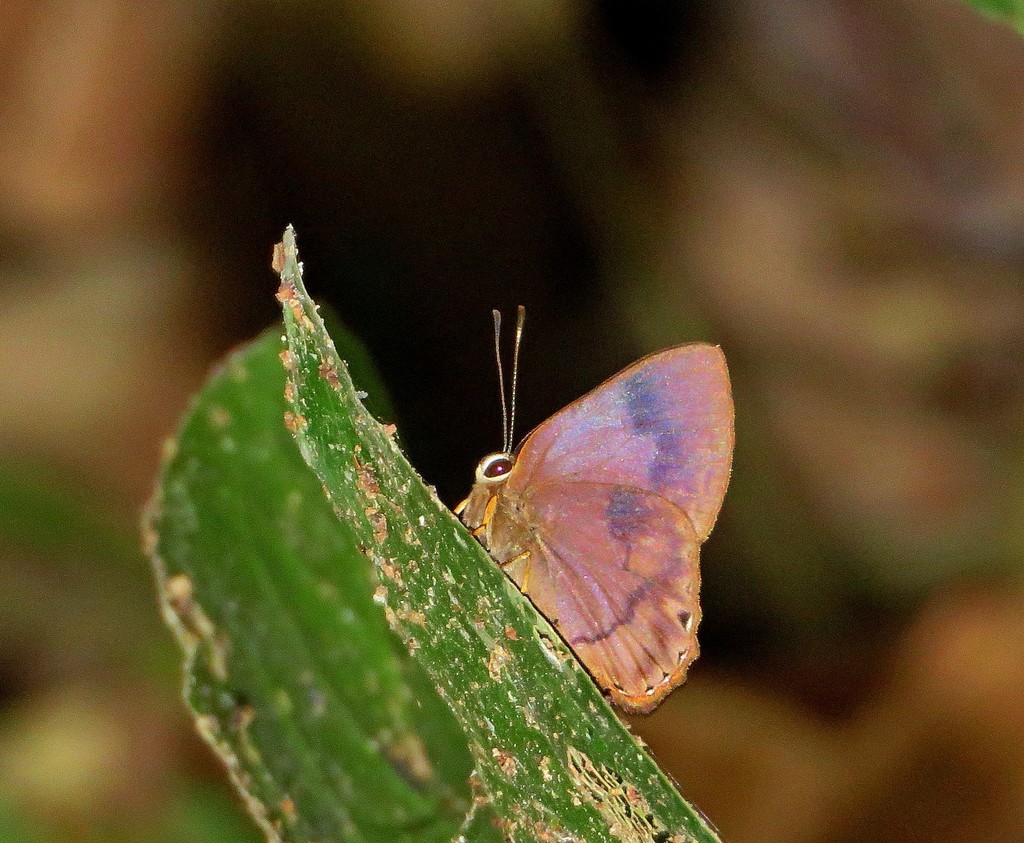 Euselasia scotinosa