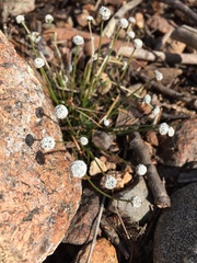 Eriocaulon aquaticum