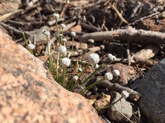 Eriocaulon aquaticum