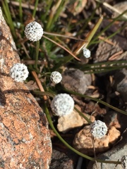 Eriocaulon aquaticum