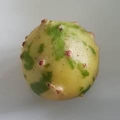 Andricus infectorius