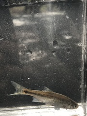 Richardsonius balteatus