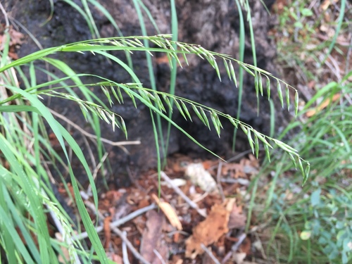 Porter's melicgrass (Melica porteri)