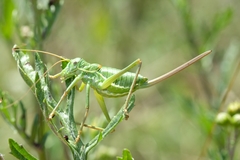 Ephippiger terrestris