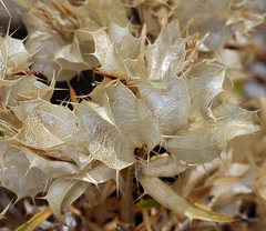 Hecastocleis shockleyi