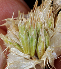 Hecastocleis shockleyi