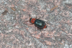 Collops tricolor