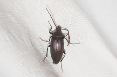 Capnochroa fuliginosa